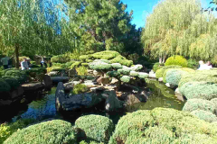 FH Probus Japanese Gardens Adelaide (8)